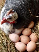 Яйца цесарки - польза и вред