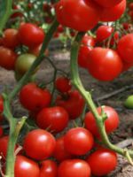 Как подвязать помидоры в теплице без кольев?