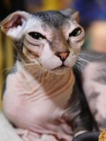 Сколько весит европейская короткошерстная кошка thumbnail