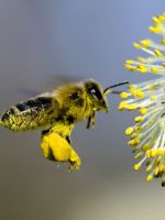 Цветочная пыльца – полезные свойства