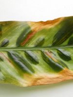 Строманта - сохнут кончики листьев