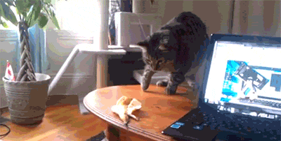 Кот испугался банановой шкурки