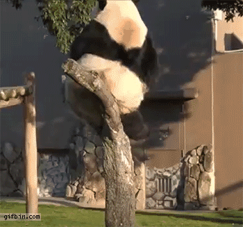 Падающая панда
