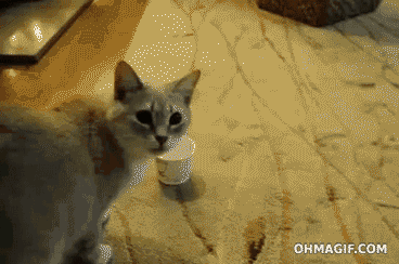 Кот и бумажный стаканчик