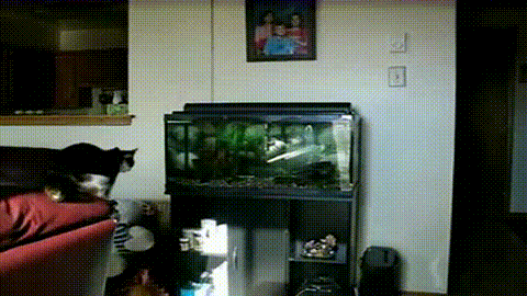 Кот врезается в аквариум