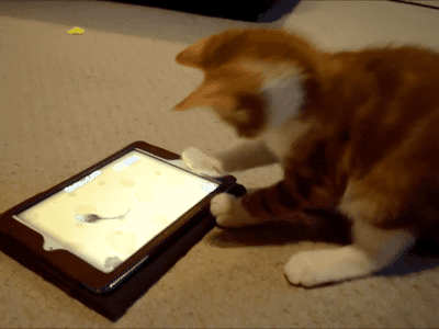 Котенок дерется с планшетом