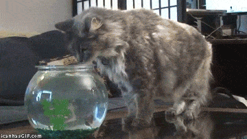 Кота пугает воздушная акула