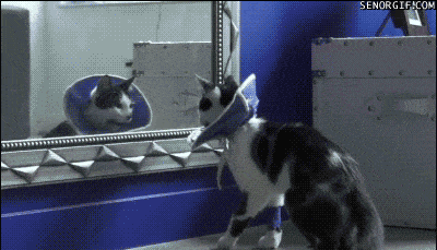 Кот испугался своего отражения в зеркале