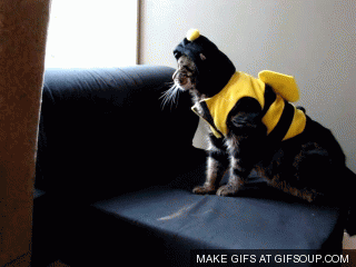 Кот в костюме пчелы
