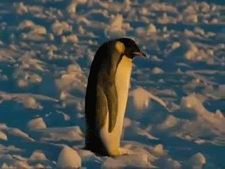 Падающий пингвин