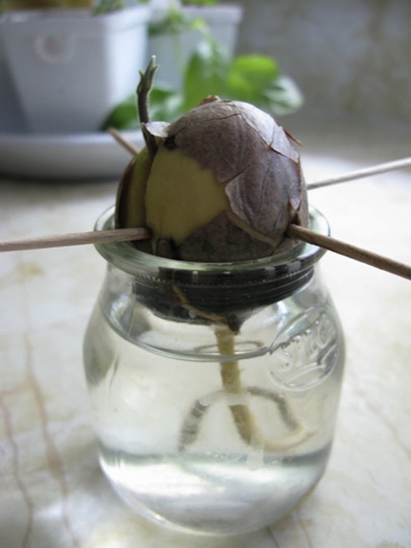 Из косточки авокадо можно вырастить небольшое деревце