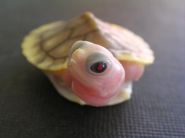 Розовая черепаха