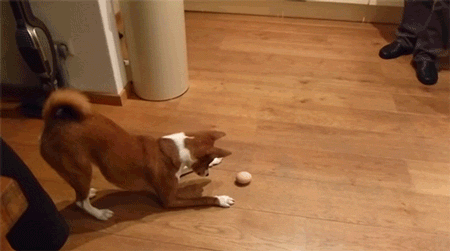 Собака играется с яйцом