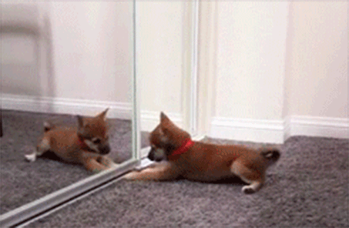 Пес сражается с зеркалом