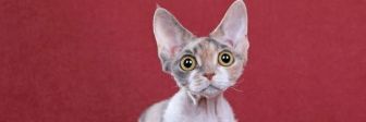 Миниатюрные кошки – 5 самых популярных пород