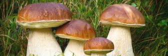 4 полезных свойства грибов, о которых многие не знают