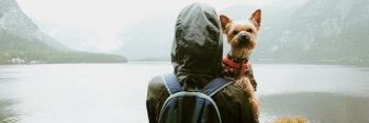 5 советов для комфортного путешествия с собакой