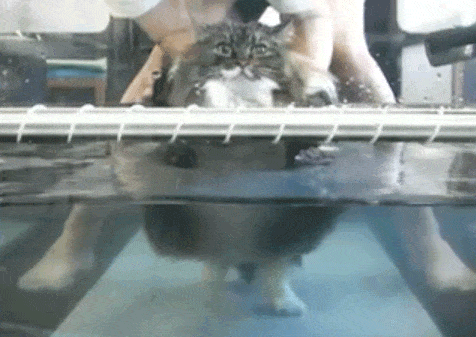 Кот топает под водой