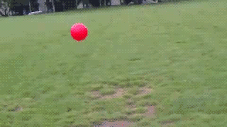 Собака подпрыгивает на шарике