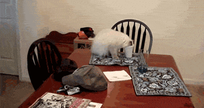Кот пил на столе и упал