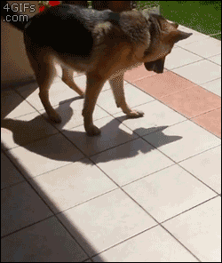 Этот пес никогда не сможет поймать свою тень