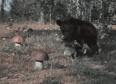 Медвежонок собирает грибы