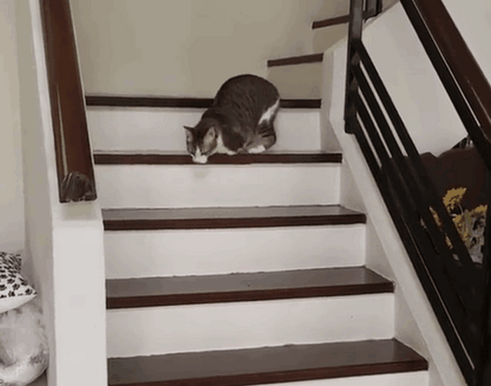 на лестнице