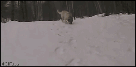 Собака дурачится на снегу