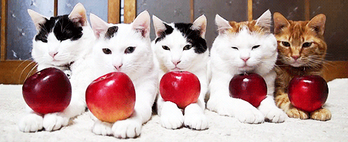 Коты и яблоко