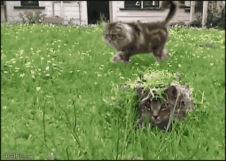 Один кот пугает другого