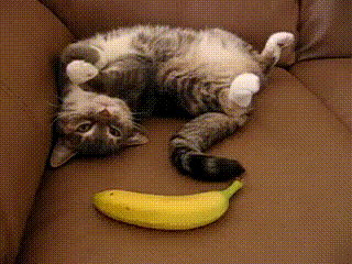 Кот проснулся и испугался банана