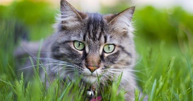 Сонник – кот – к чему снятся коты женщине?