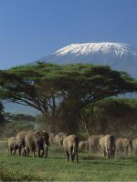 Национальные парки Танзании