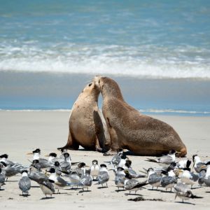 Заповедник «Бухта тюленей»