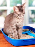 Запор у кошки - лечение в домашних условиях  