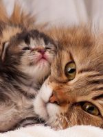 Кровяные выделения у кошки после родов