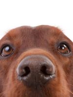 Какой нос должен быть у здоровой собаки?