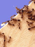 Народное средство от муравьев 