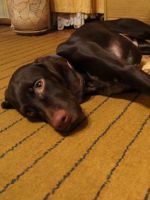 Лептоспироз у собак – симптомы и лечение 