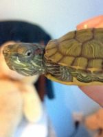 У черепахи мягкий панцирь – что делать?