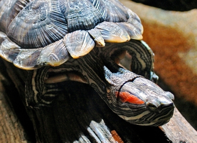 Почему опухли глаза у красноухой черепахи