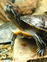 Сколько может красноухая черепаха без воды?