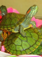 Что едят водные черепахи в домашних условиях?