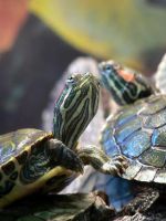 Красноухие черепахи - как определить возраст и пол?