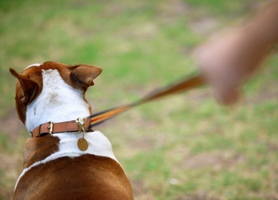 амуниция для слепых собак