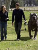 Самая тяжелая собака в мире