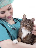 Какие прививки делают кошкам и когда?	