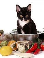 Какой корм для кошек самый лучший?  