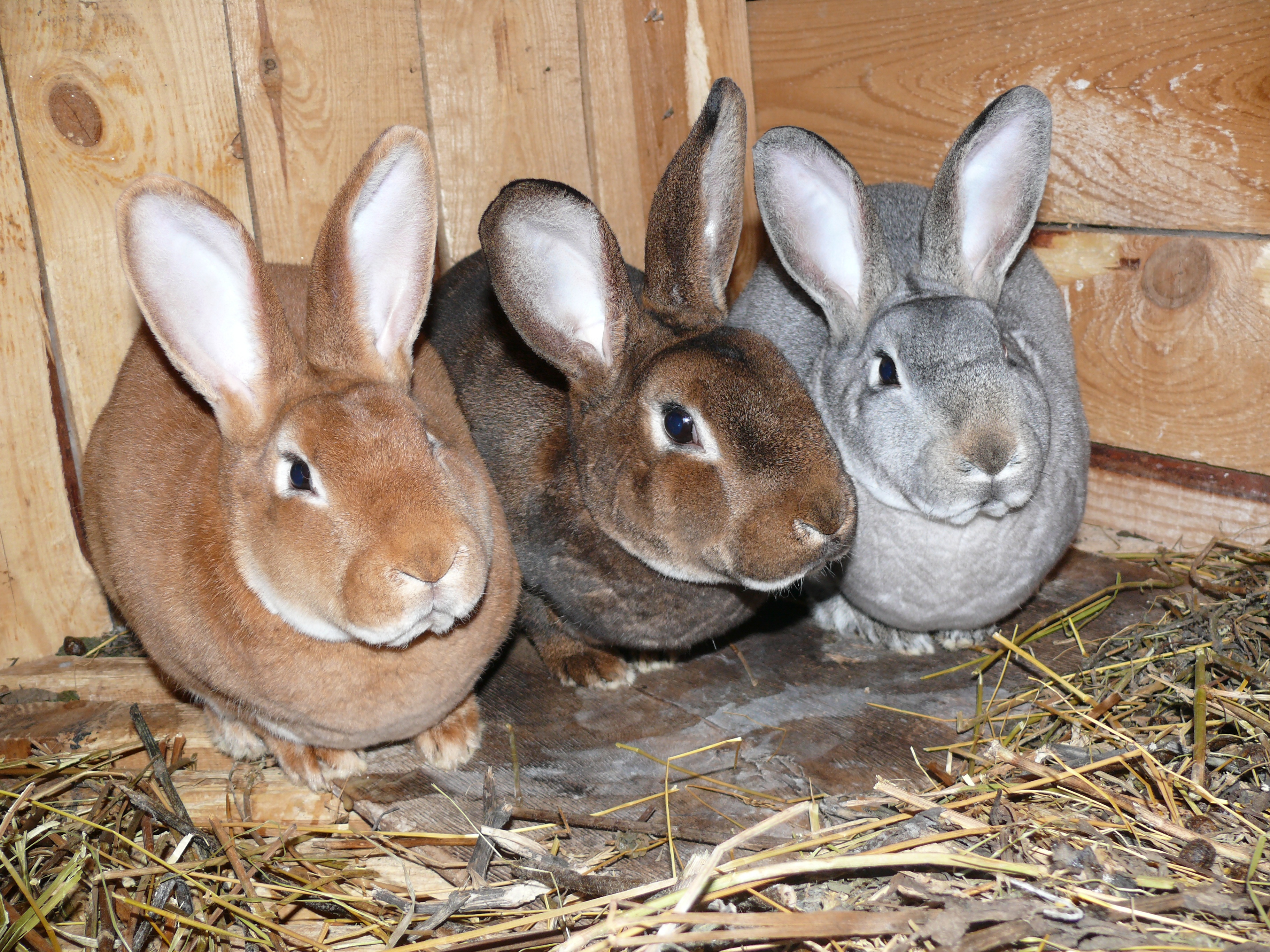 Породы кроликов с фотографиями и названиями и описанием мясные породы