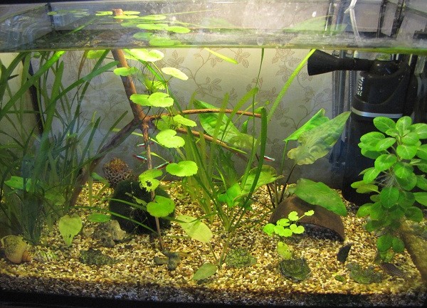 Можно отключать фильтр в аквариуме. Пересаживание рыбок в аквариум. Выключать компрессор в аквариуме на ночь. Компрессор фильтр зелёный в аквариум 2000 годы. Аквариум журчания.